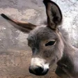 Donkey APK