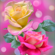 Rose Wallpaper : Flowers APK